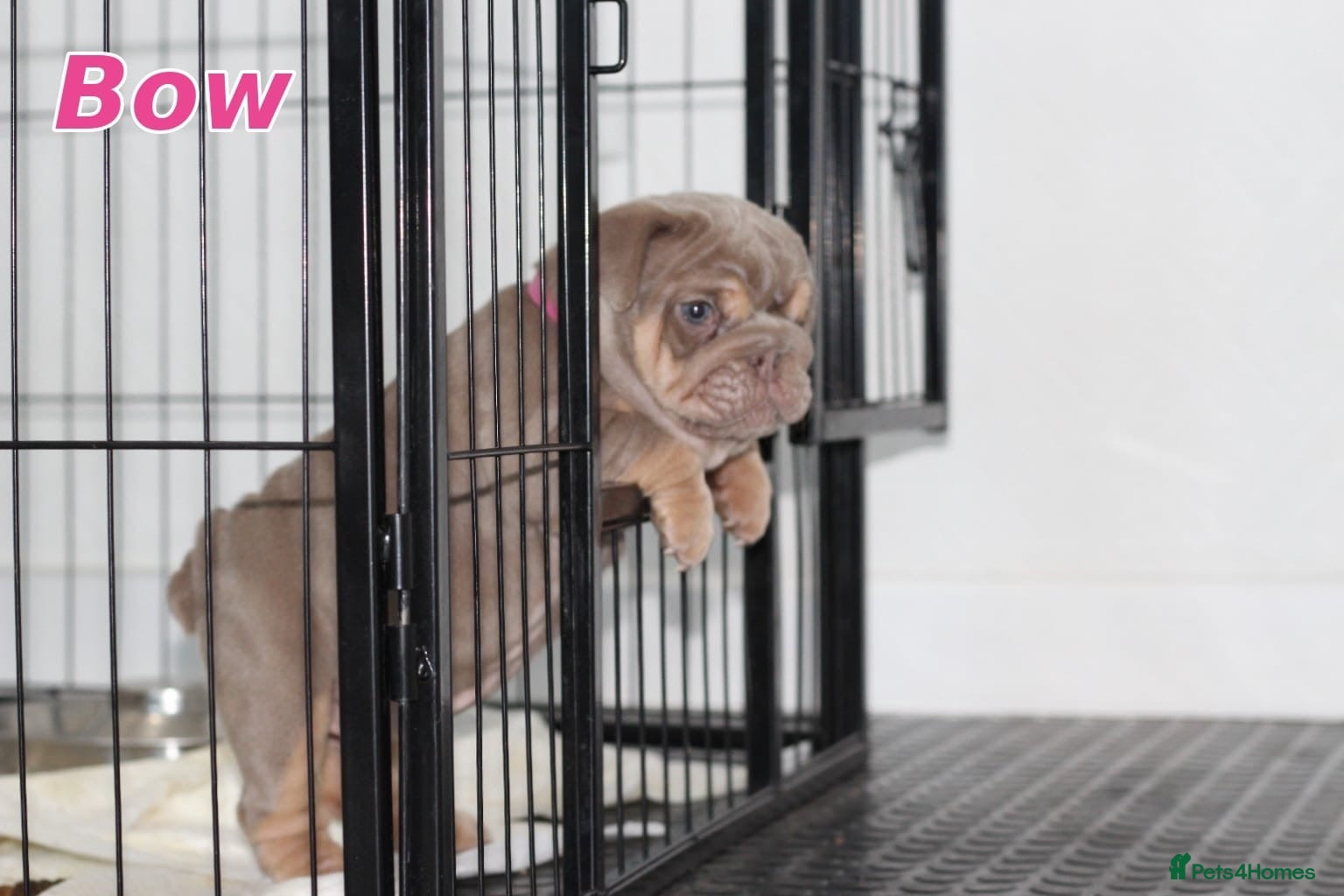 English Bulldog dogs Beautiful full english bulldog pup - Advert 2