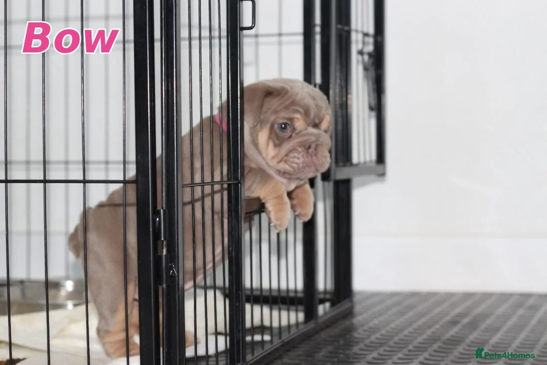 English Bulldog dogs for sale: Beautiful full english bulldog pup - Advert 1