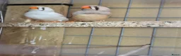 Finches birds for sale: Zebra Finch  - Advert 7
