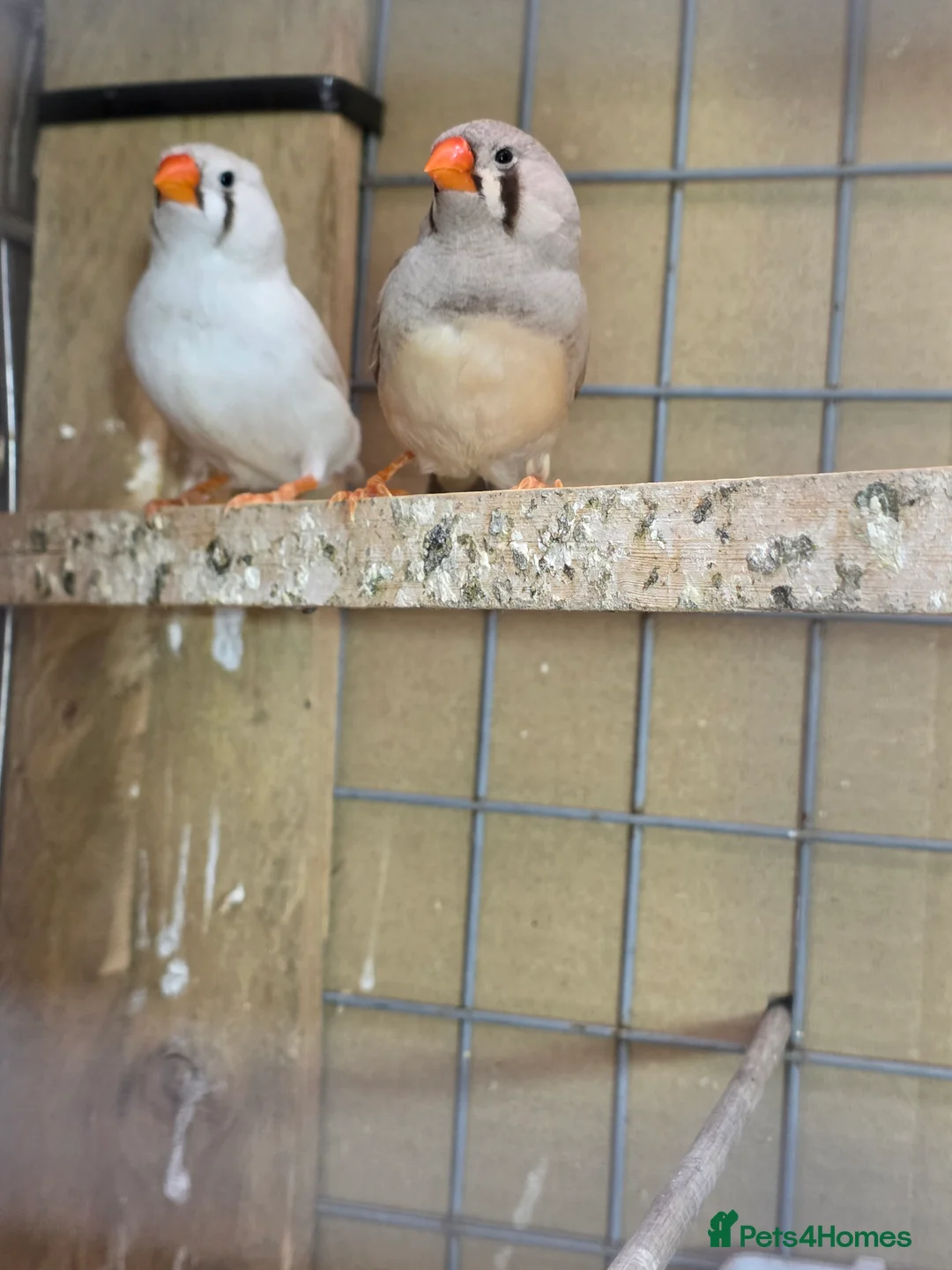 Finches birds for sale: Zebra Finch  - Advert 7