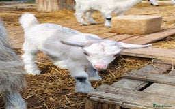 Goats livestock for sale: Pygmy goat kids mixed - Image 5
