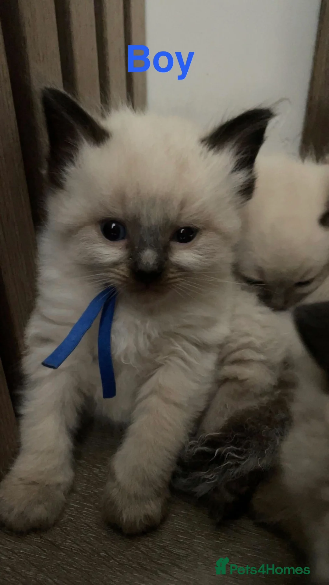 Ragdoll cats for sale: ✨ 6 Adorable Ragdoll Kittens – 3 Girls & 3 Boys! in Sunderland - Advert 1