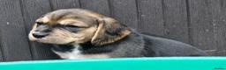 Bocker dogs for sale: Beautiful Bocker Pups - Ready 14.09.26 in Thirsk - Advert 34