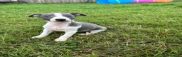 Whippet dogs for sale: Beautiful kc registered puppies - Advert 12
