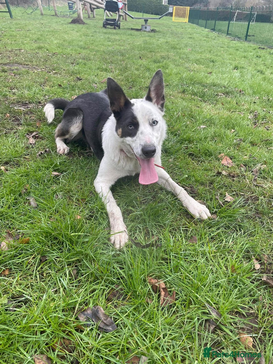 Border Collie dogs for sale: Border collie puppies - Image 1