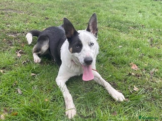 Border Collie dogs - Advert 11