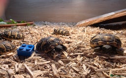 Hermann Tortoise reptiles for sale: Uk bred Hermann’s Tortoise Hatchlings - Image 6