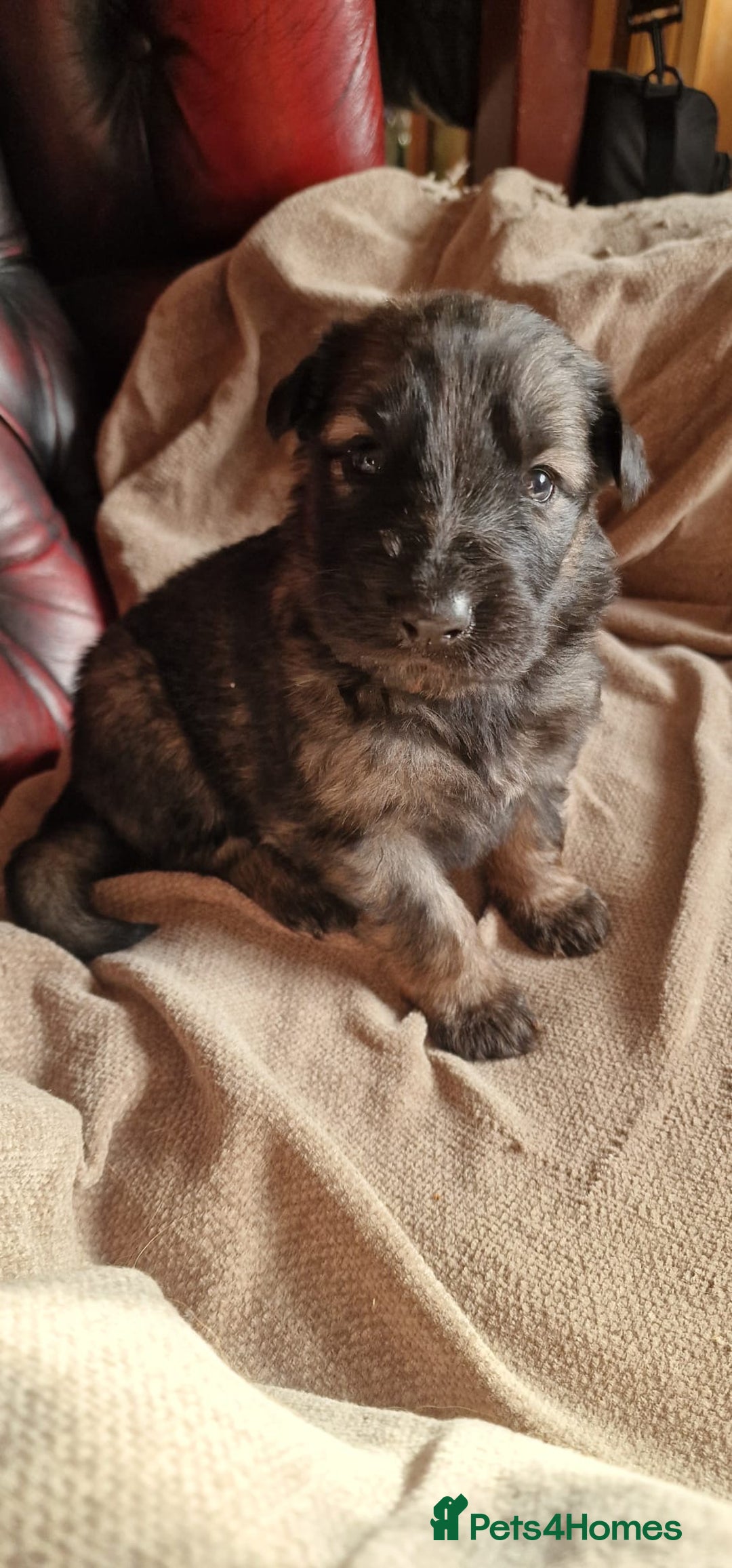 German Shepherd dogs for sale: Long-Haired Straight Back German Shepherd Puppies - Image 9
