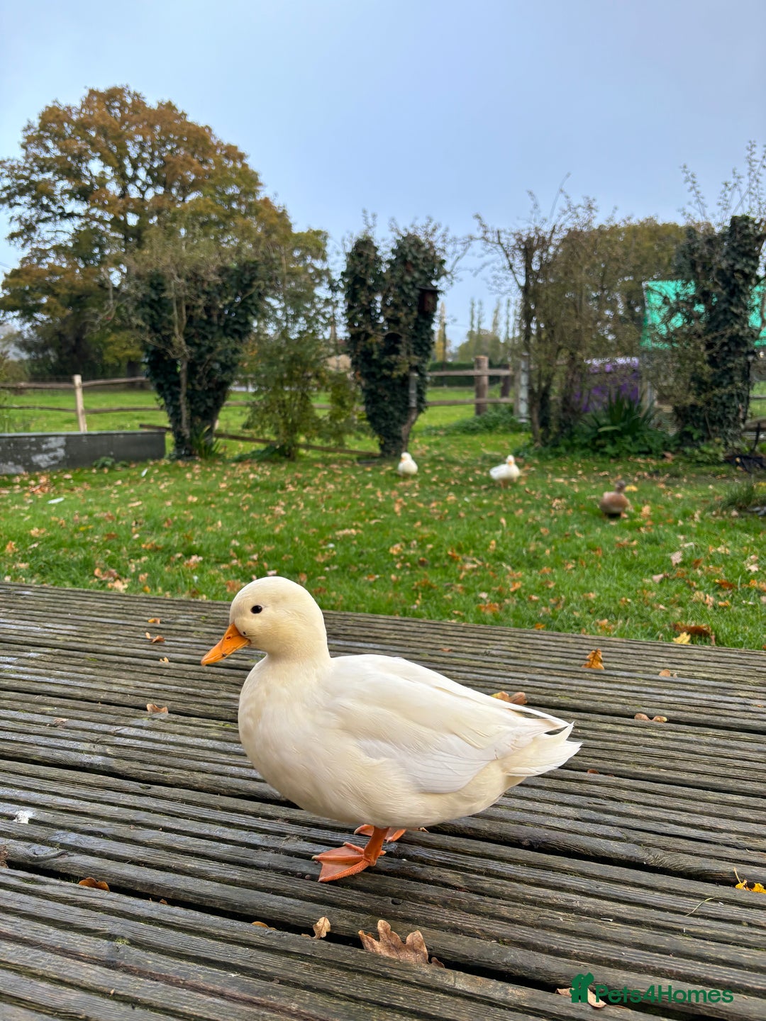 Ducks poultry for sale: Pair of call ducks  - Image 5