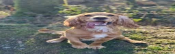 Cocker Spaniel dogs for stud: 2YO First time STUD Bailey Cocker Spaniel  - Advert 5