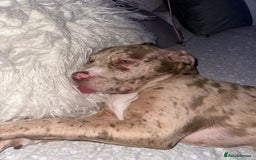 American Bully dogs for sale: Beautiful American bully  - Advert 3