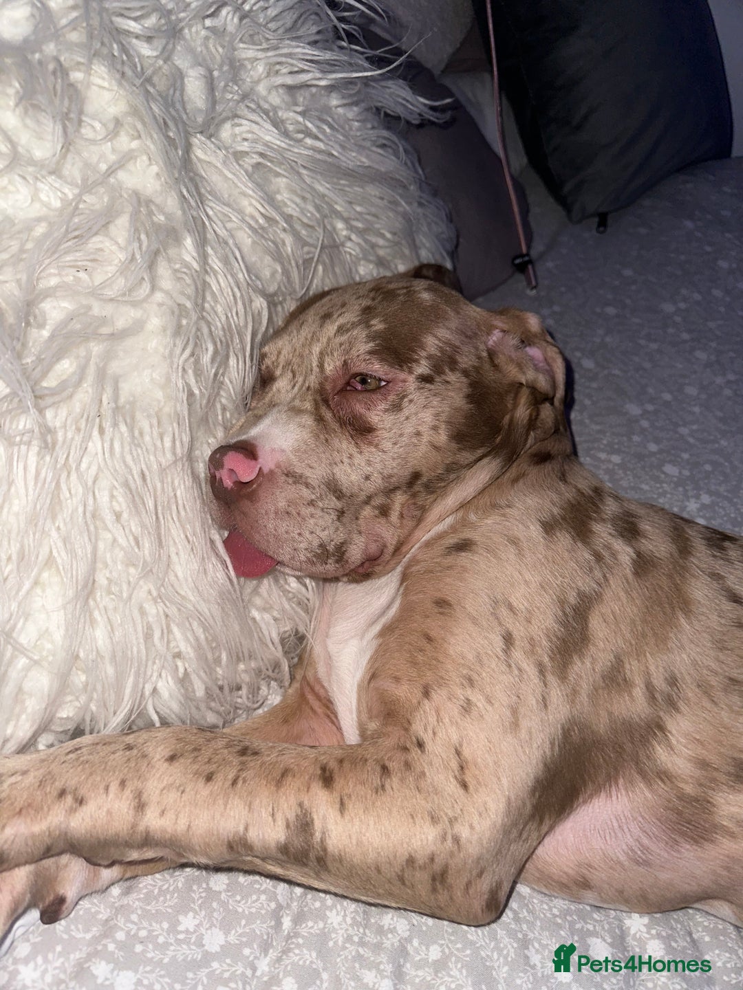 American Bully dogs for sale: Beautiful American bully  - Advert 3