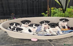 Pointer dogs for sale: ⭐️ LAST 3 PUPS REMAINING!⭐️ - Image 13