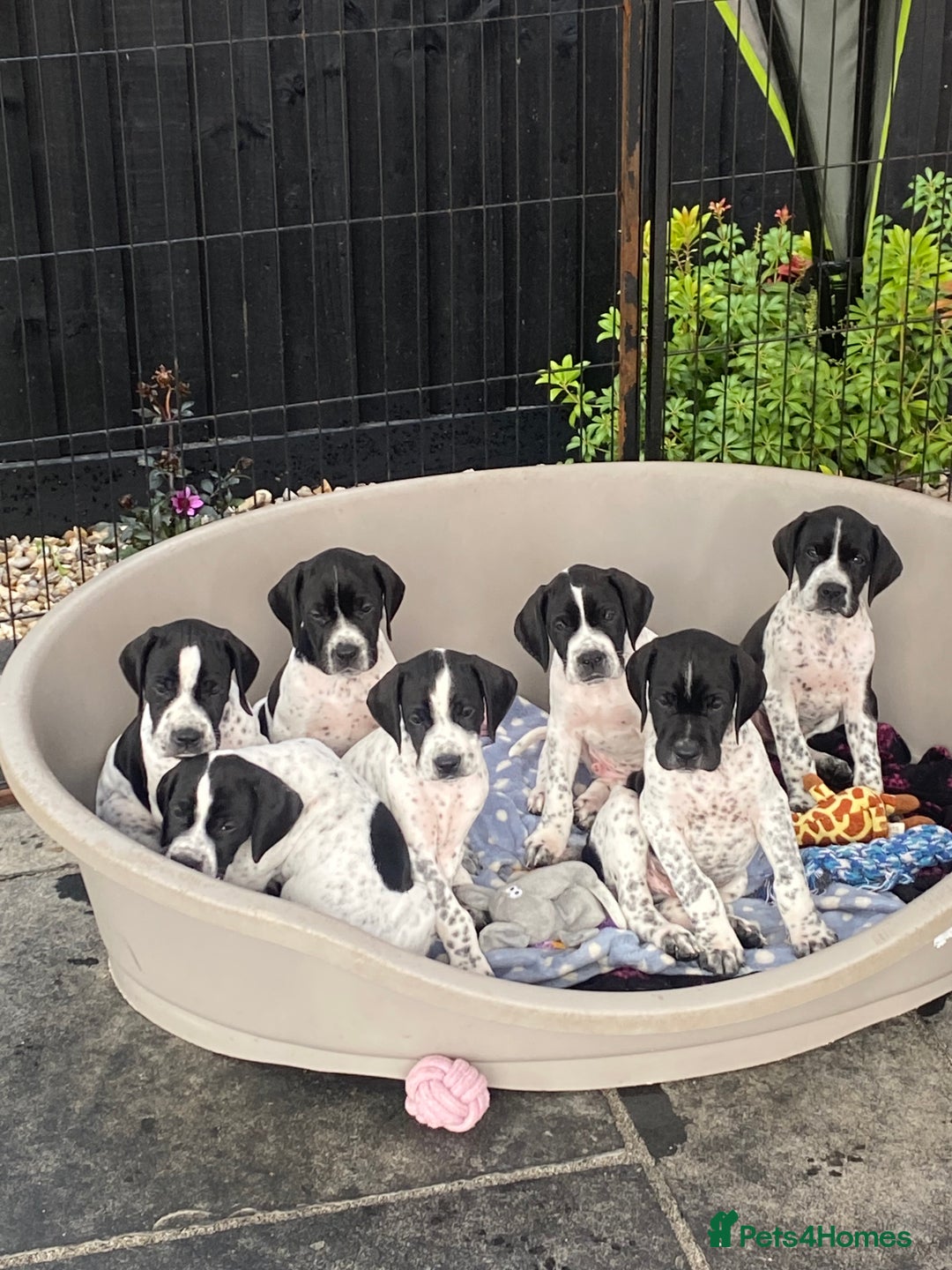 Pointer dogs for sale: ⭐️ LAST 3 PUPS REMAINING!⭐️ - Image 13