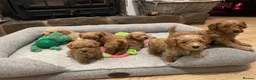 Cockapoo dogs for sale: Beautiful F1B toy poodle Cockapoo puppies  in Hinckley - Advert 2