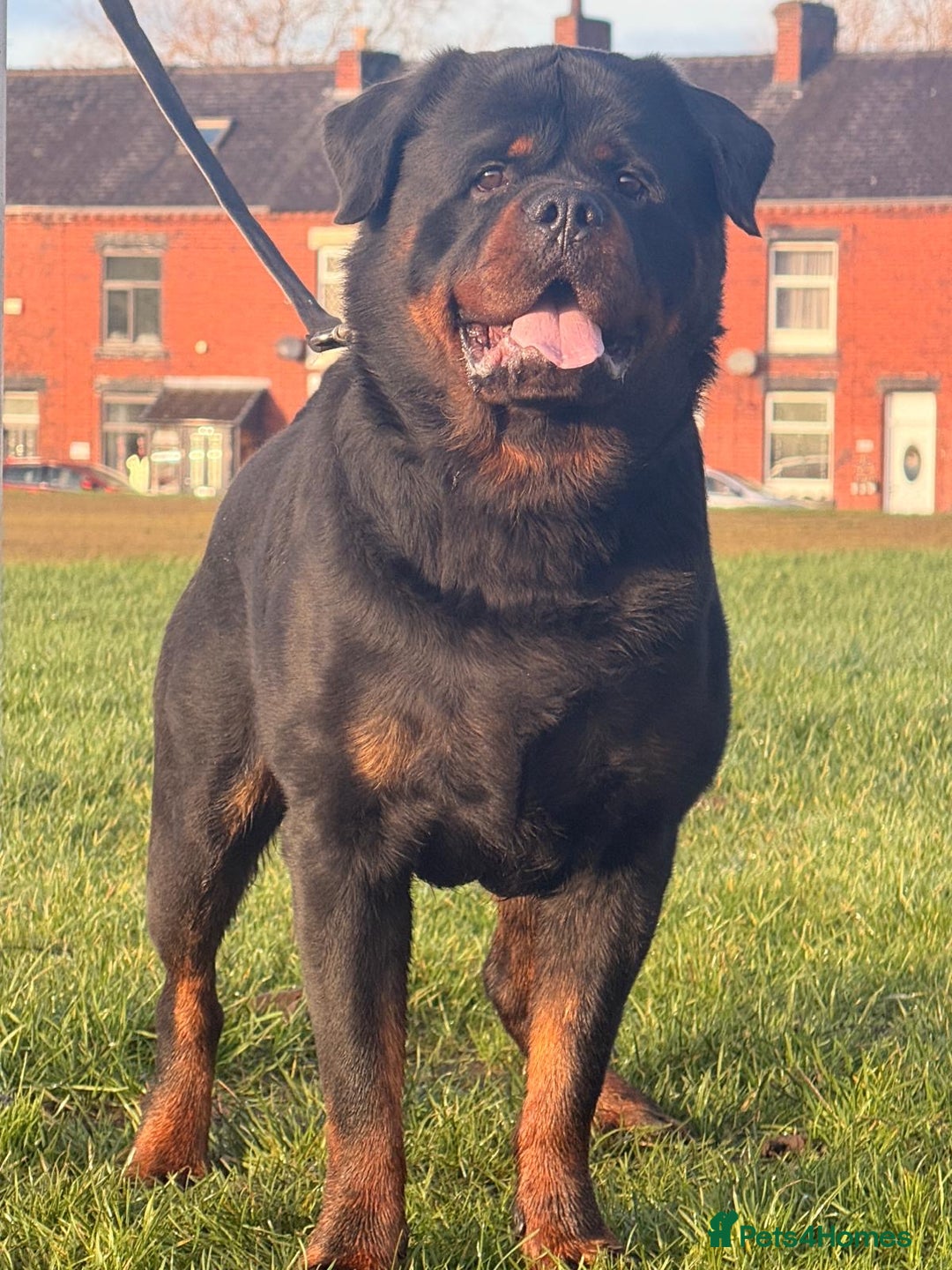 Rottweiler dogs for stud: Top quality health tested kc male German X serbian - Advert 12