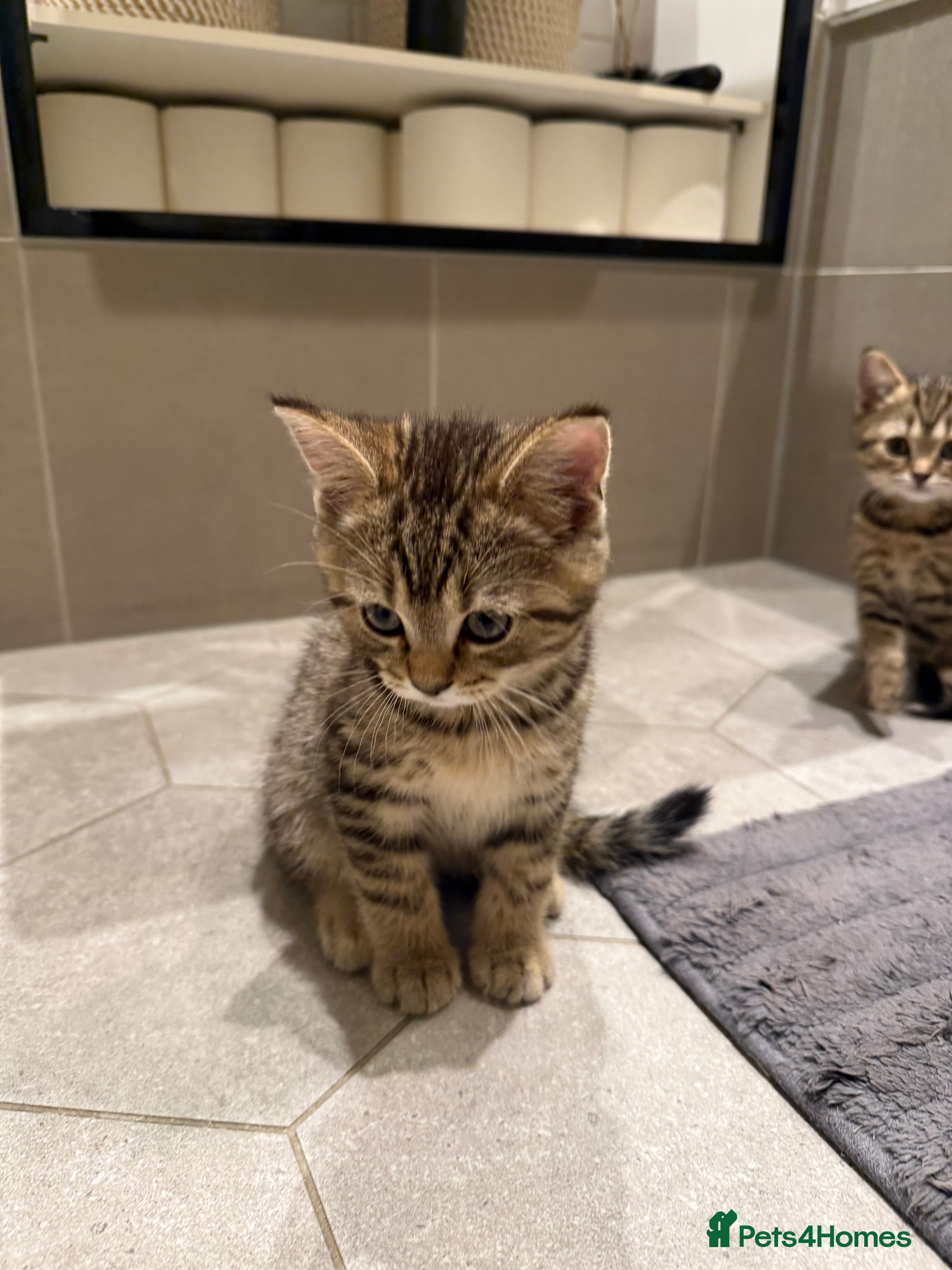British Shorthair cats Adorable British Shorthair Kittens–Playful, Loving - Advert 2