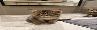 British Shorthair 2