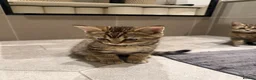 British Shorthair cats for sale: Adorable British Shorthair Kittens–Playful, Loving in Wembley - Advert 2