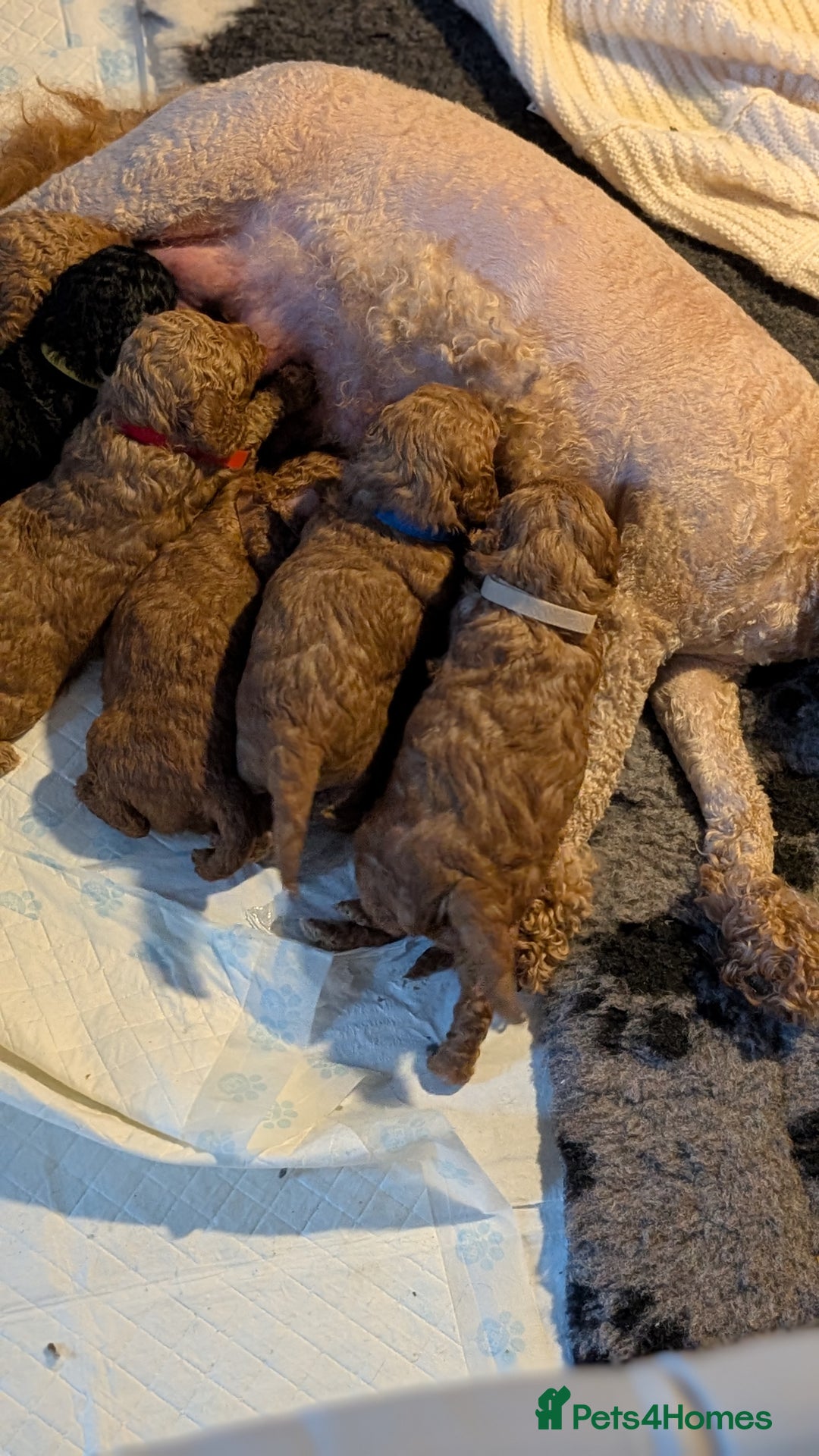 Cavapoo dogs for sale: Beautiful Cavapoo X toy poodle puppies  - Image 35