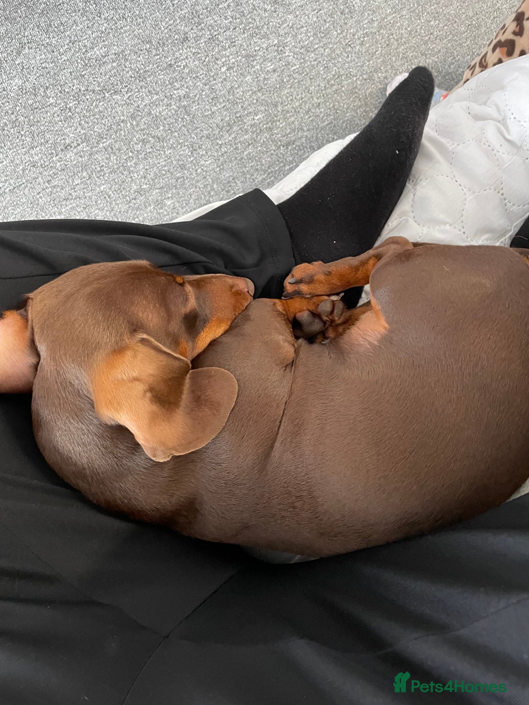 Miniature Dachshund dogs for sale: Blue needs new home  - Image 8