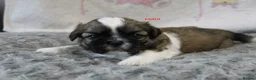 Shih Tzu dogs for sale: KC reg CUTE SHIH TZU BOY PUPPIES - Advert 11