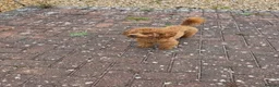 Toy Poodle dogs for sale: Small toy poodle in Rhyl - Advert 3