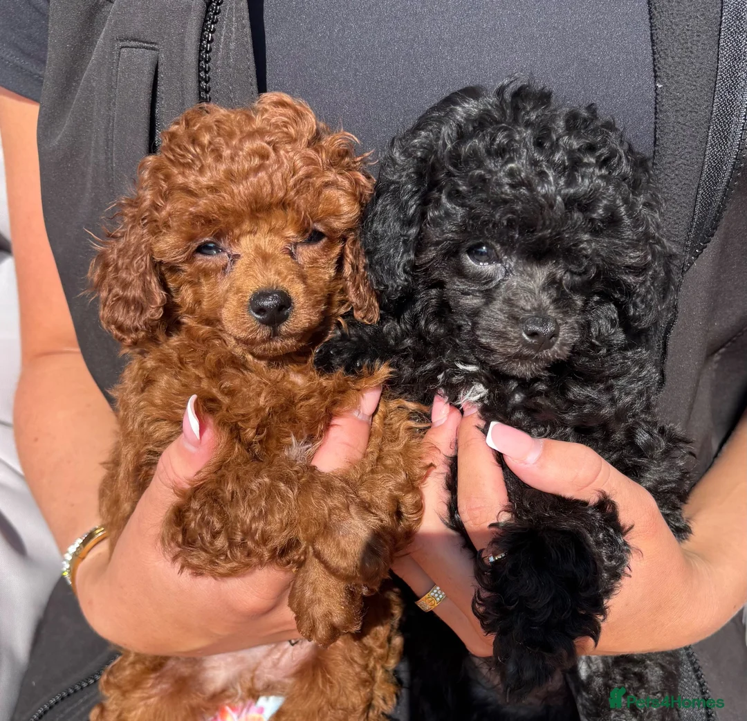 Toy Poodle dogs for sale: Beautiful Asian toy poodles  - Advert 1