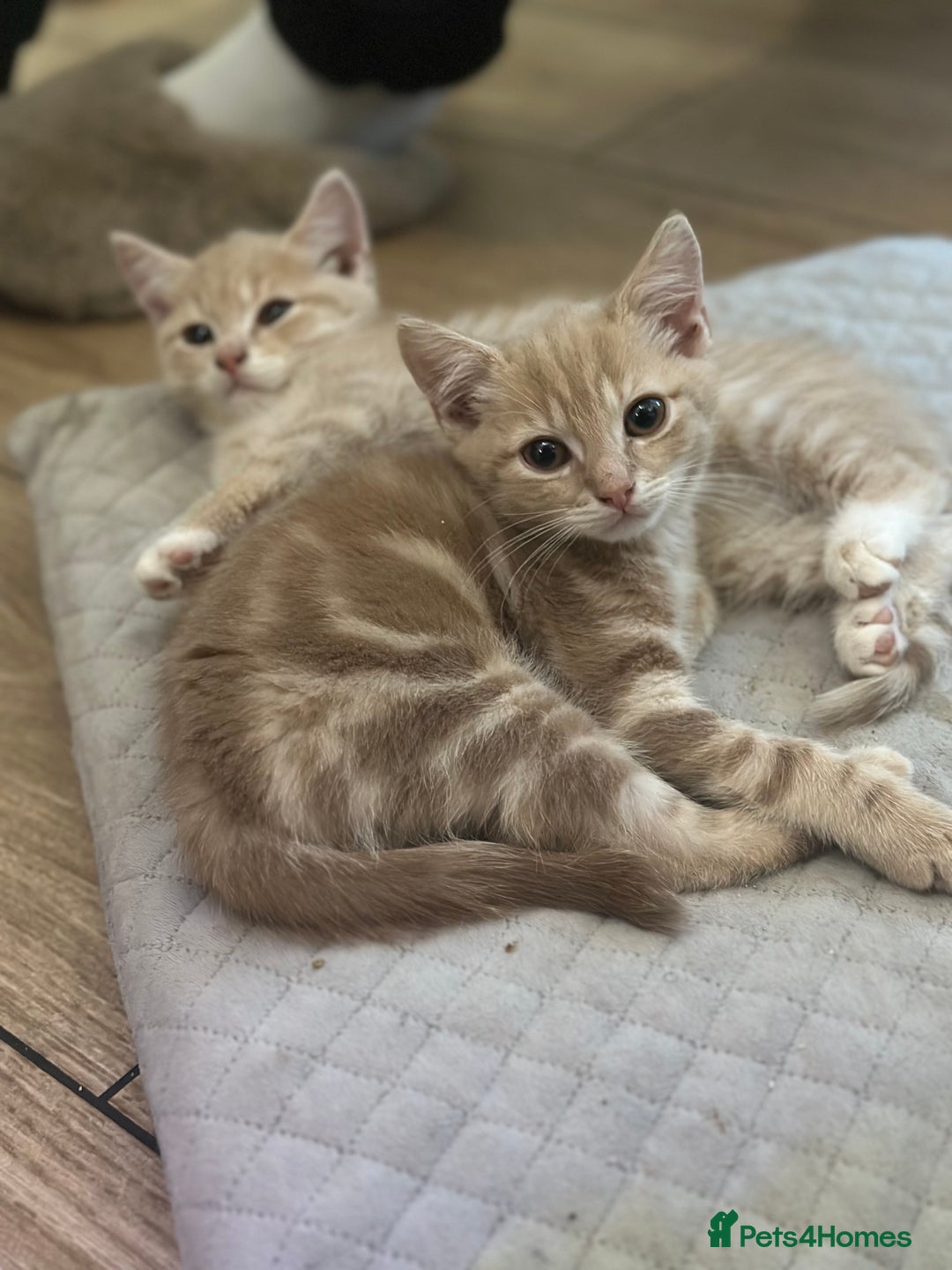 Mixed Breed cats for sale: Gorg loving kitties 4 the best homes only  - Image 5