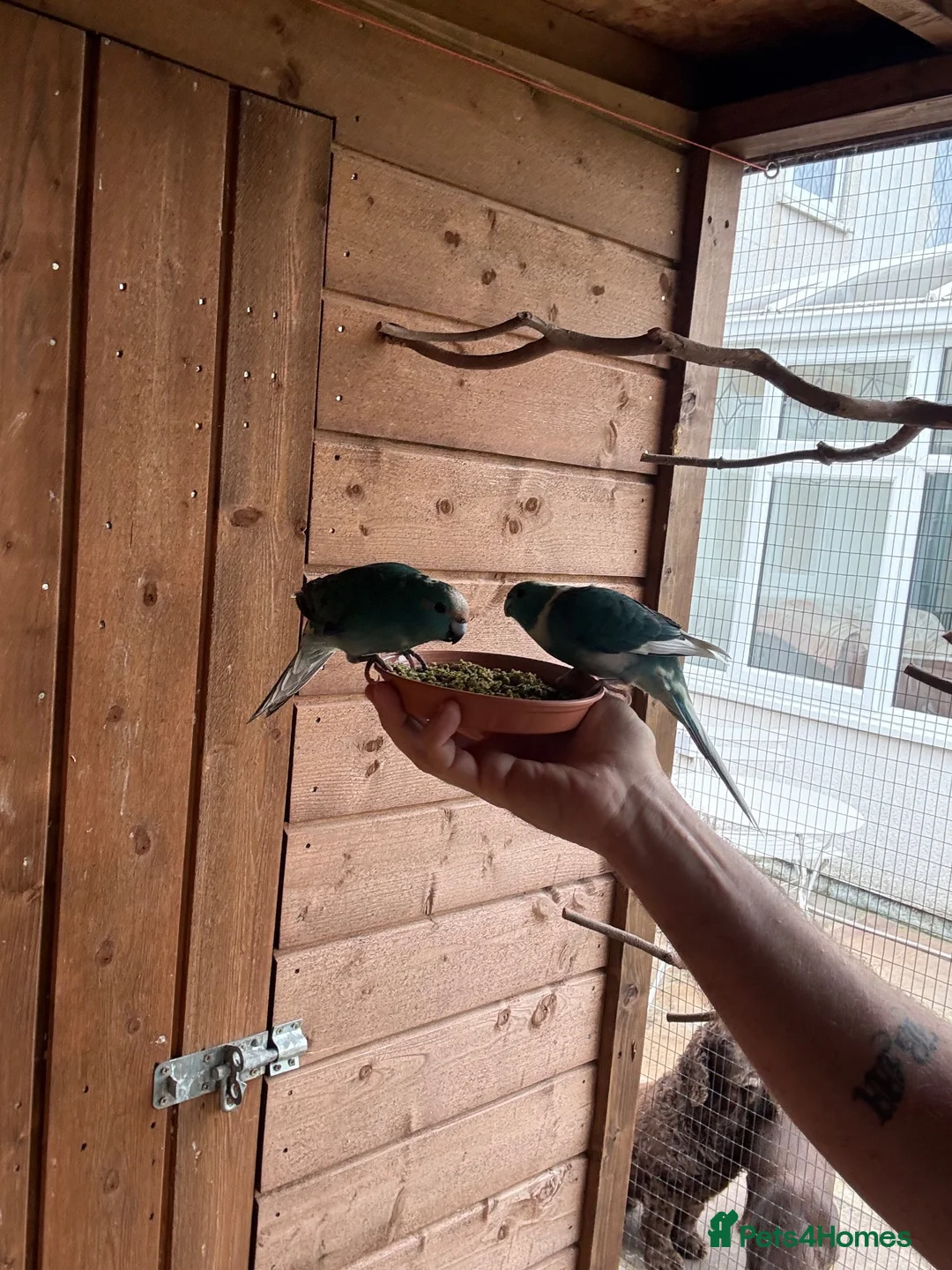 Parakeets birds for sale: Kakarikis in Spalding - Advert 4