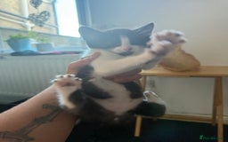 Mixed Breed cats for sale: 2 female kittens  - Image 1