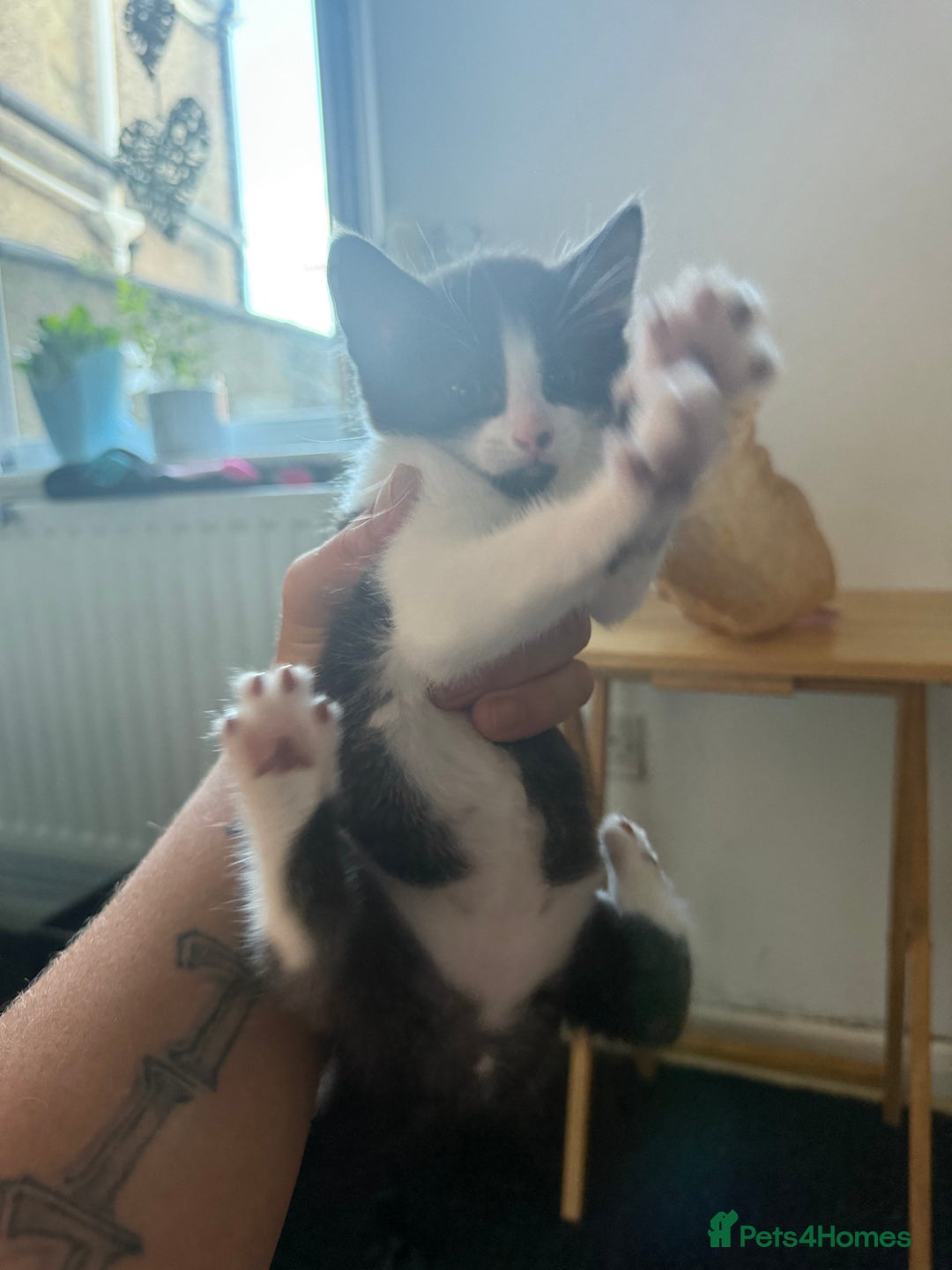 Mixed Breed cats for sale: 2 female kittens  - Image 1