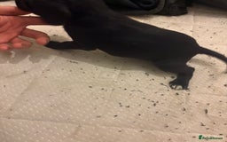 Patterdale Terrier dogs for sale: patterdale terrier pups ready to go - Image 5