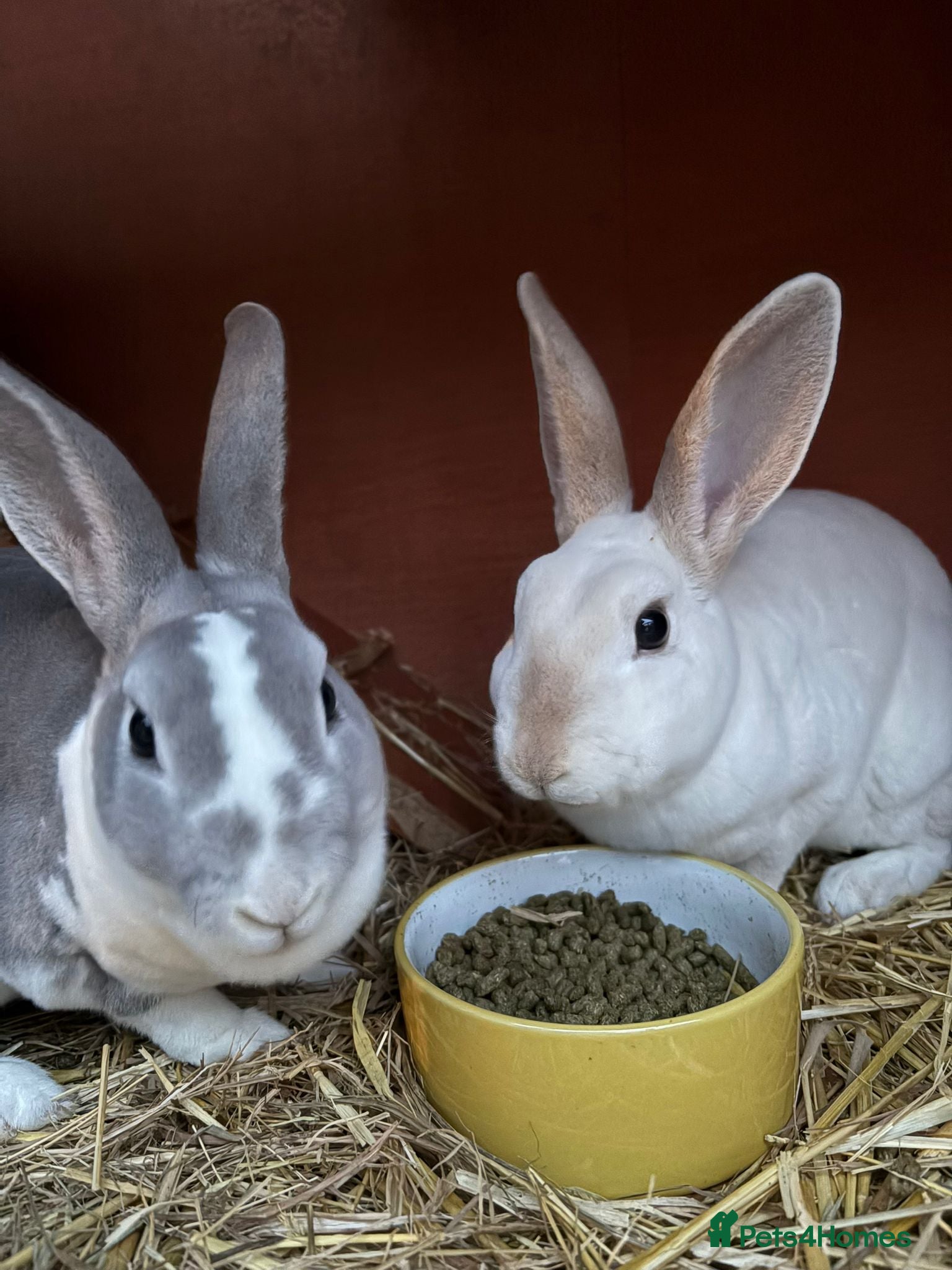 Mixed Breed rabbits Bunnies available for adoption  - Advert 6