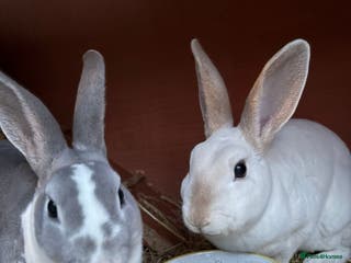 Mixed Breed rabbits Bunnies available for adoption - Advert 4