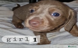 Dachshund dogs for sale: 7 beautiful dachshunds puppys - Image 17