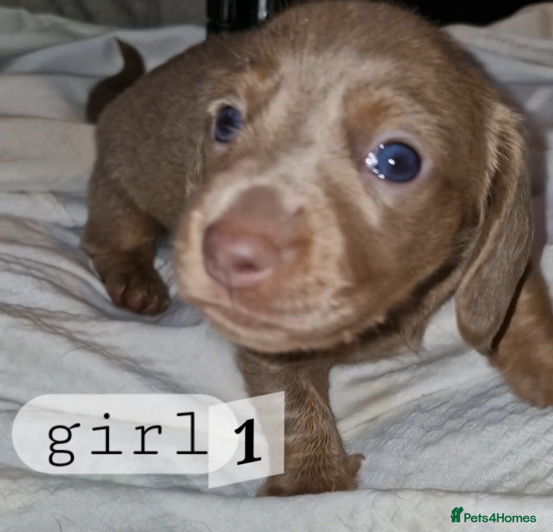 Dachshund dogs for sale: 7 beautiful dachshunds puppys - Image 17