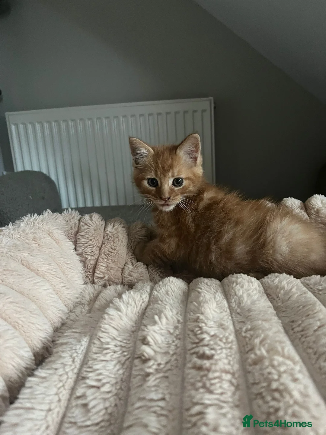 Maine Coon cats for sale: Beautiful Maine Coon Boy - Advert 2