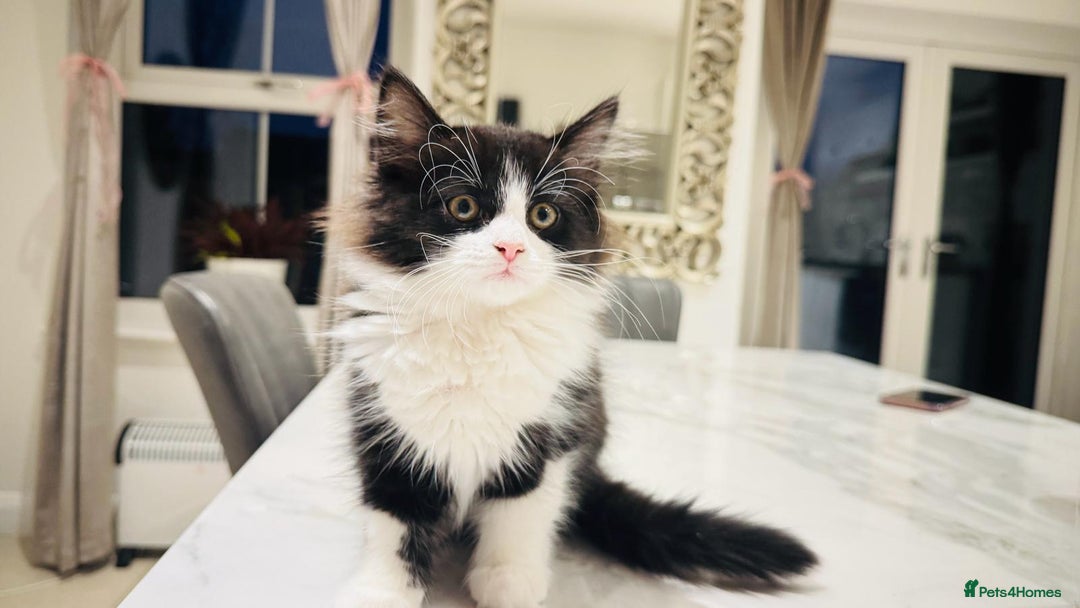 Mixed Breed cats for sale: Male and female kittens available - Advert 7