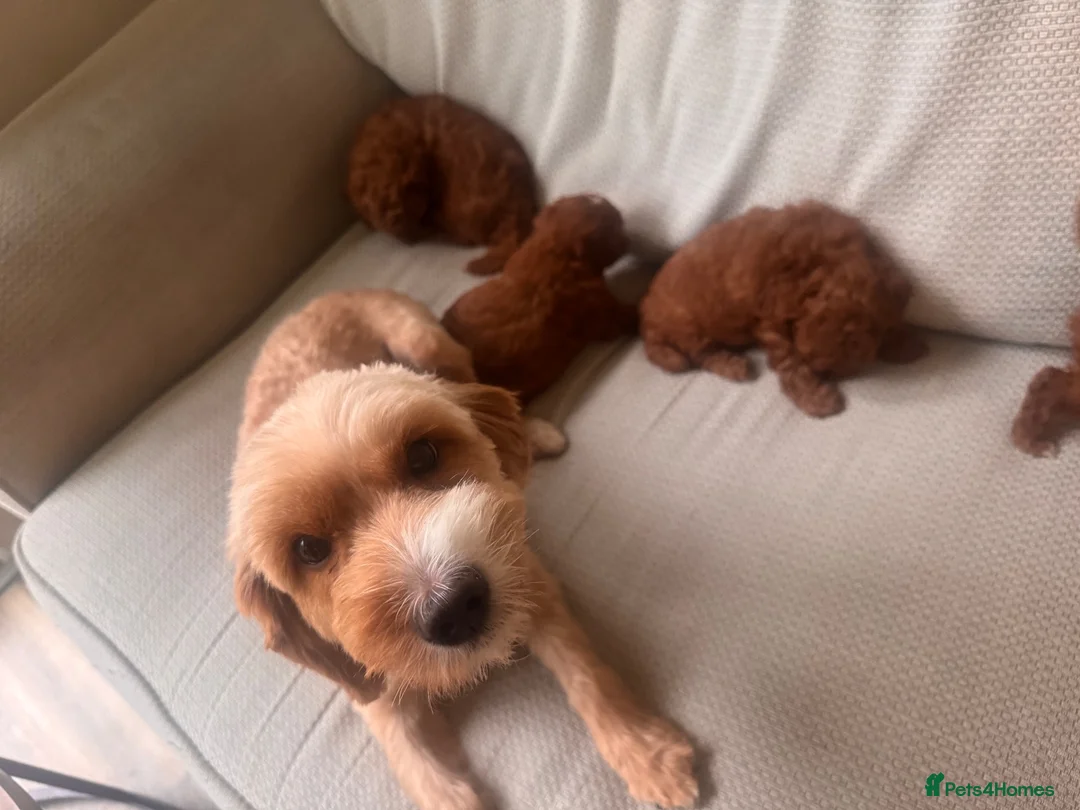 Toy Poodle dogs for sale: 🐶🐾Top-quality Asian/miniature poodles🐾🐶 - Advert 21
