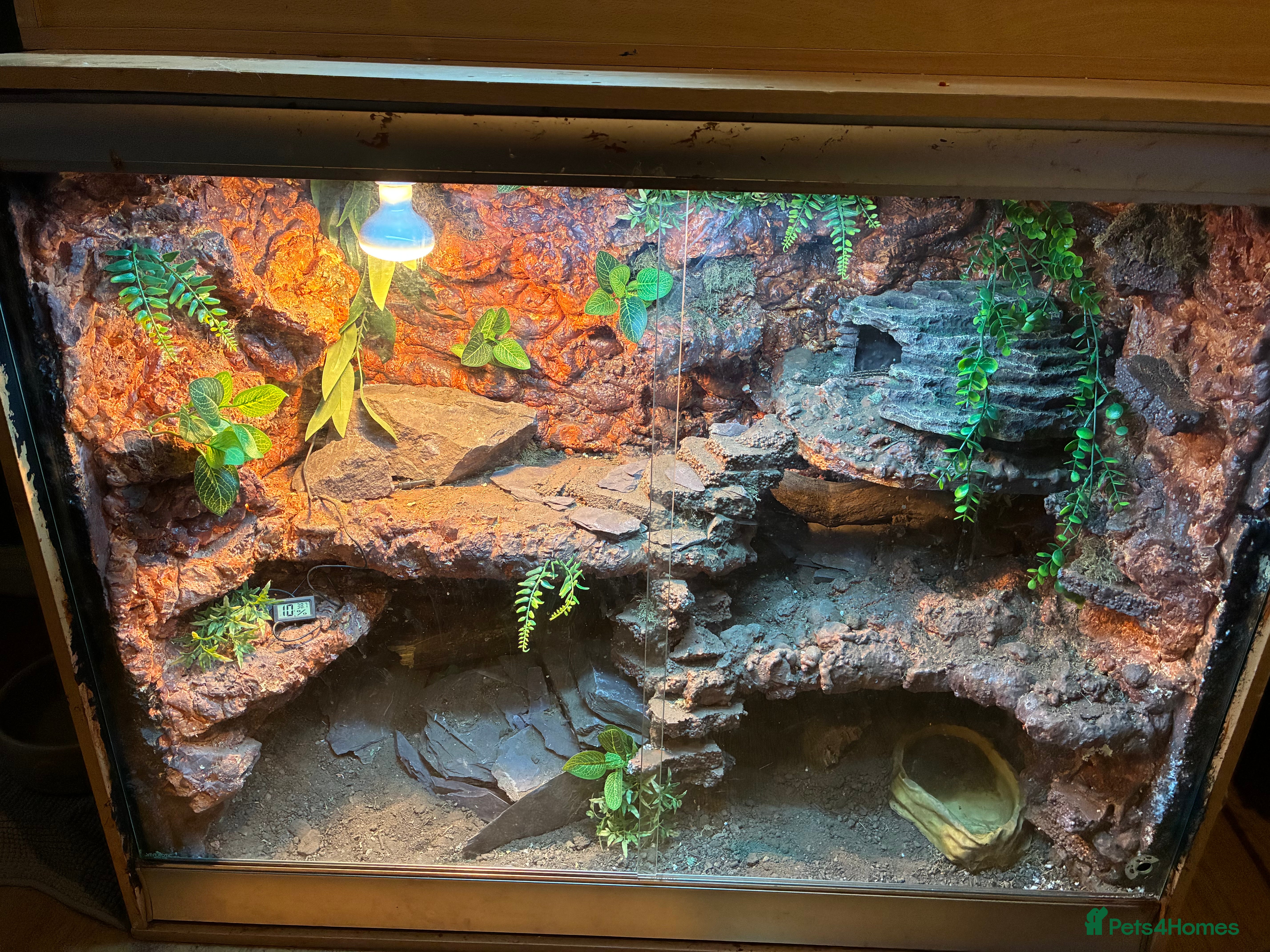 Lizard reptiles Pair of Sudan plated lizards - Advert 1