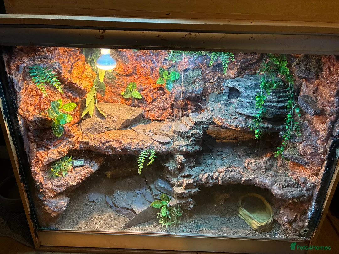 Lizard reptiles for sale: Pair of Sudan plated lizards - Advert 1