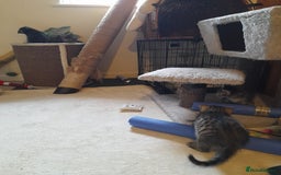 Mixed Breed cats for sale: Kittens available  - Image 8