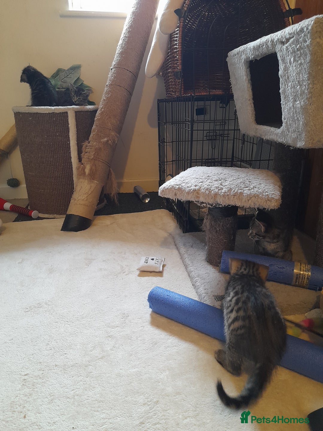 Mixed Breed cats for sale: Kittens available  - Image 8