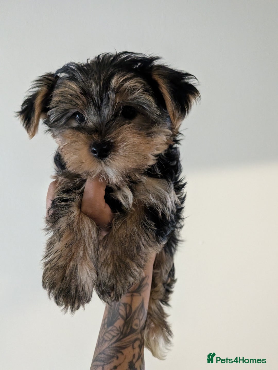 Yorkshire Terrier dogs for sale: 7 male Yorkshire terriers ready to leave.  - Image 19