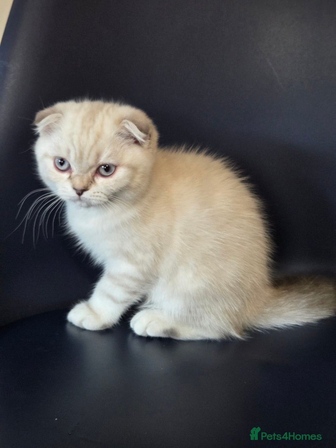 Scottish Fold cats for sale: Scottish Fold Kitten Female Ready To Be Collected  - Advert 9