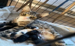 Mixed Breed cats for sale: Bengal X Ragdoll kittens - Image 1