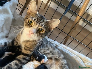 Mixed Breed cats - Advert 35