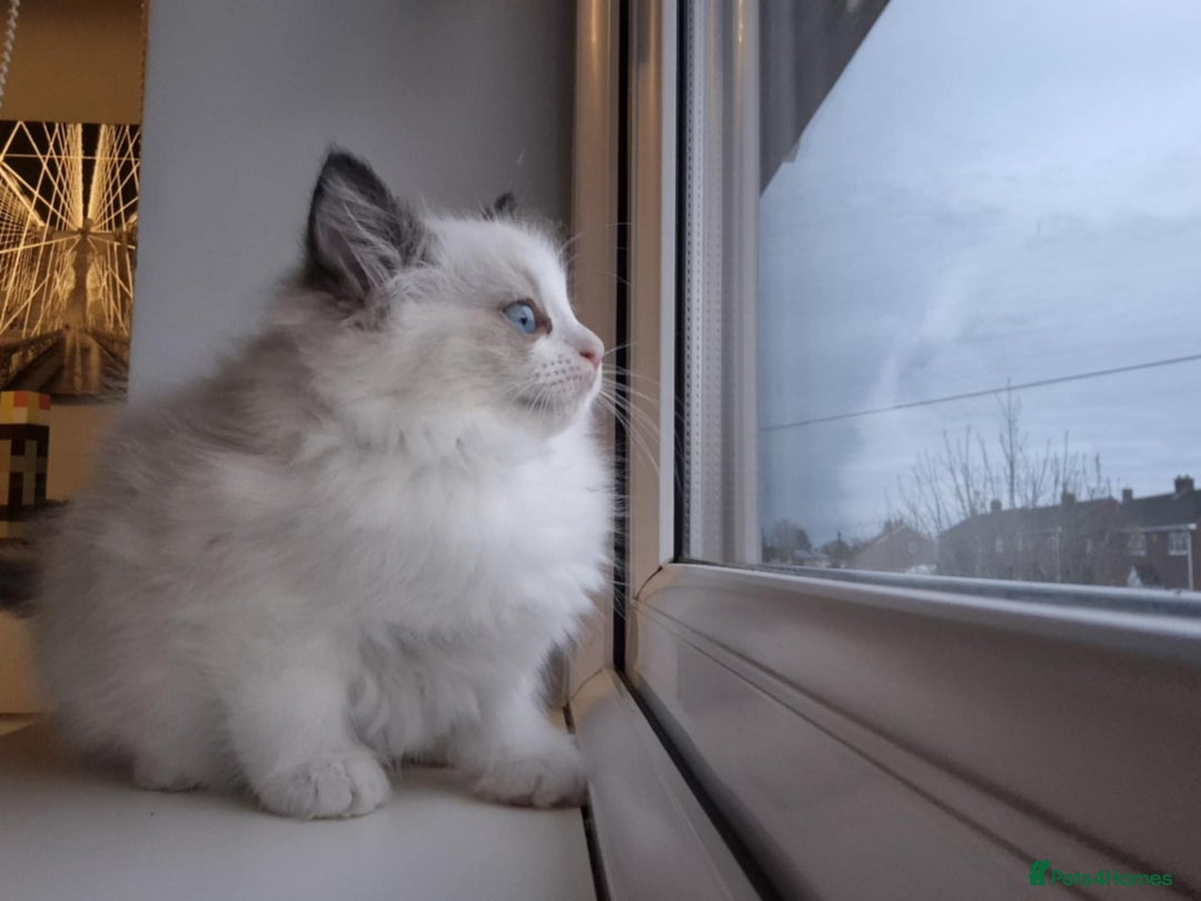 Ragdoll cats for sale: 3 Tica Registered Ragdoll Kittens For Sale  - Advert 1