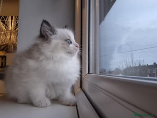 Ragdoll cats 3 Tica Registered Ragdoll Kittens For Sale - Advert 1